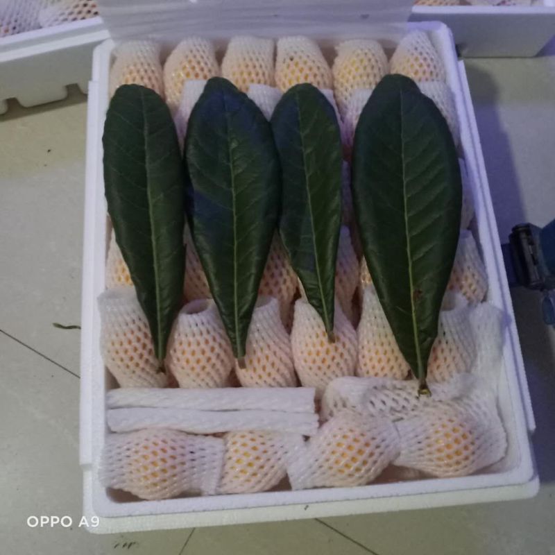 云南高原蒙自枇杷