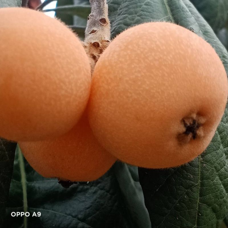 云南高原蒙自枇杷