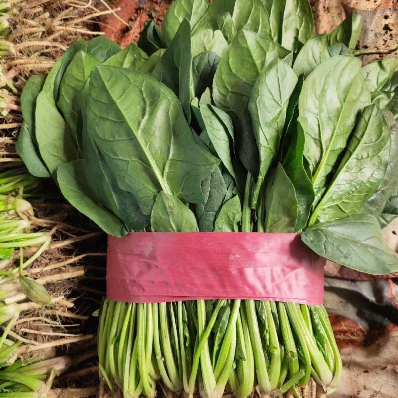 河北邯郸菠菜大量上市一手货源产地发货量大从优