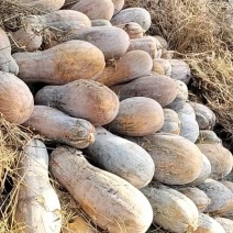 石林老南瓜
