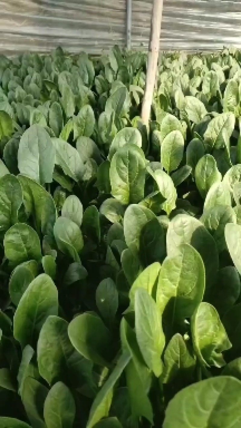 河北邯郸菠菜大量上市一手货源产地发货量大从优