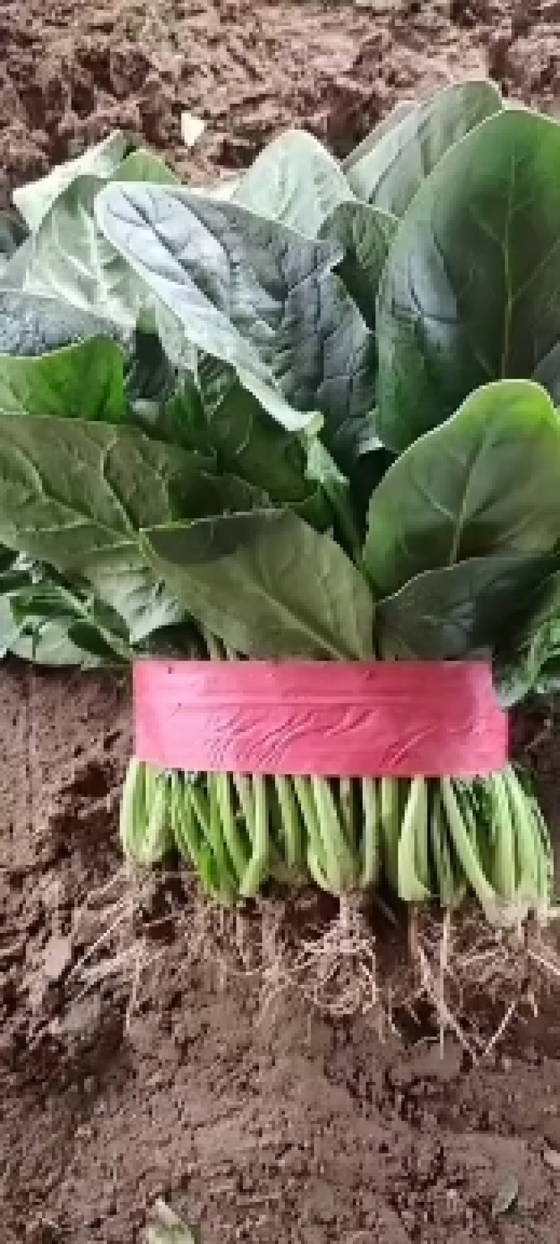 河北邯郸菠菜大量上市一手货源产地发货量大从优