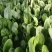 河北邯郸菠菜大量上市一手货源产地发货量大从优