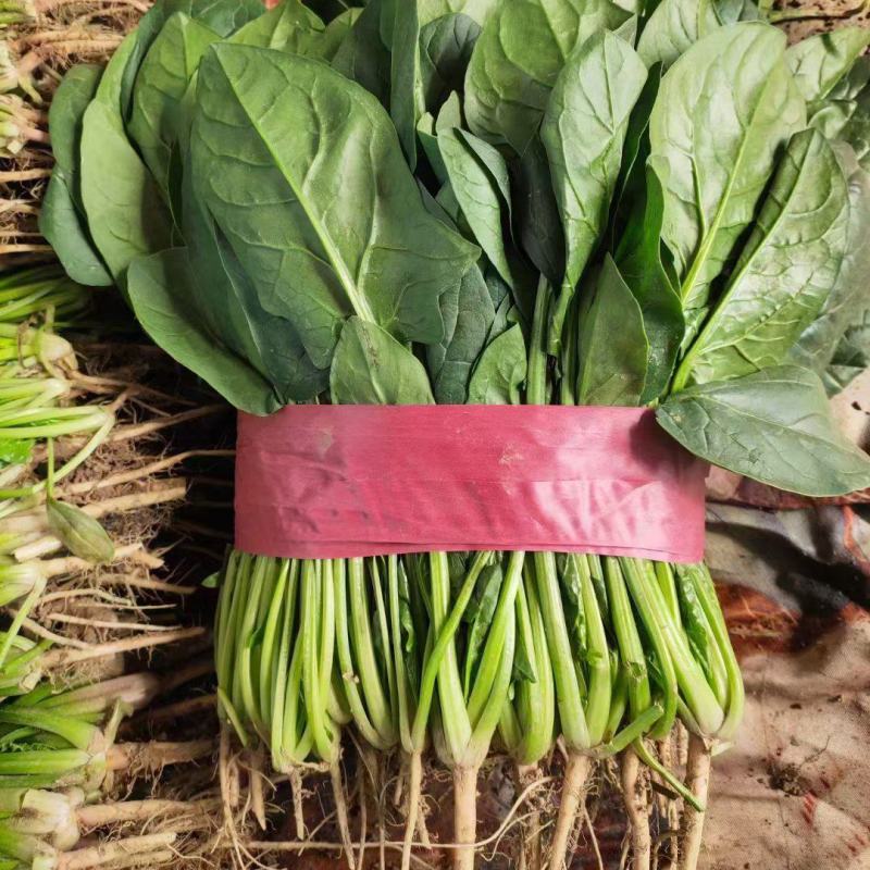 河北邯郸菠菜大量上市一手货源产地发货量大从优
