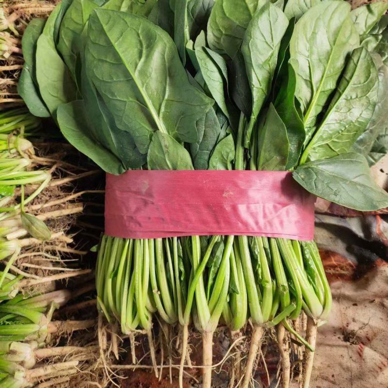 河北邯郸菠菜大量上市一手货源产地发货量大从优