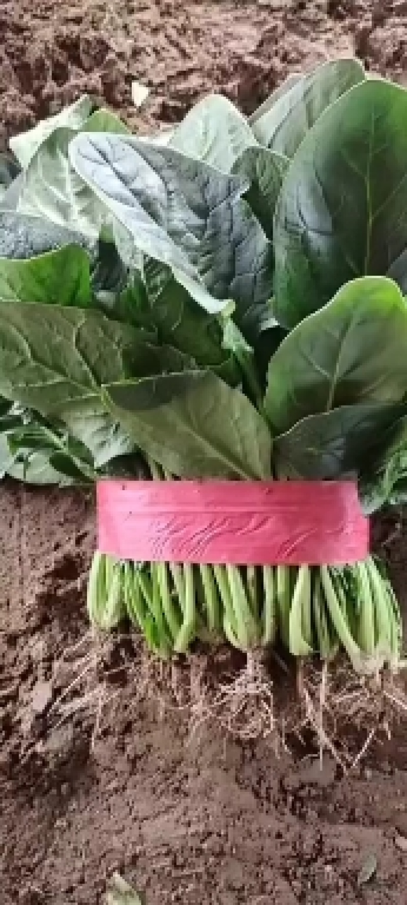 河北邯郸菠菜大量上市一手货源产地发货量大从优