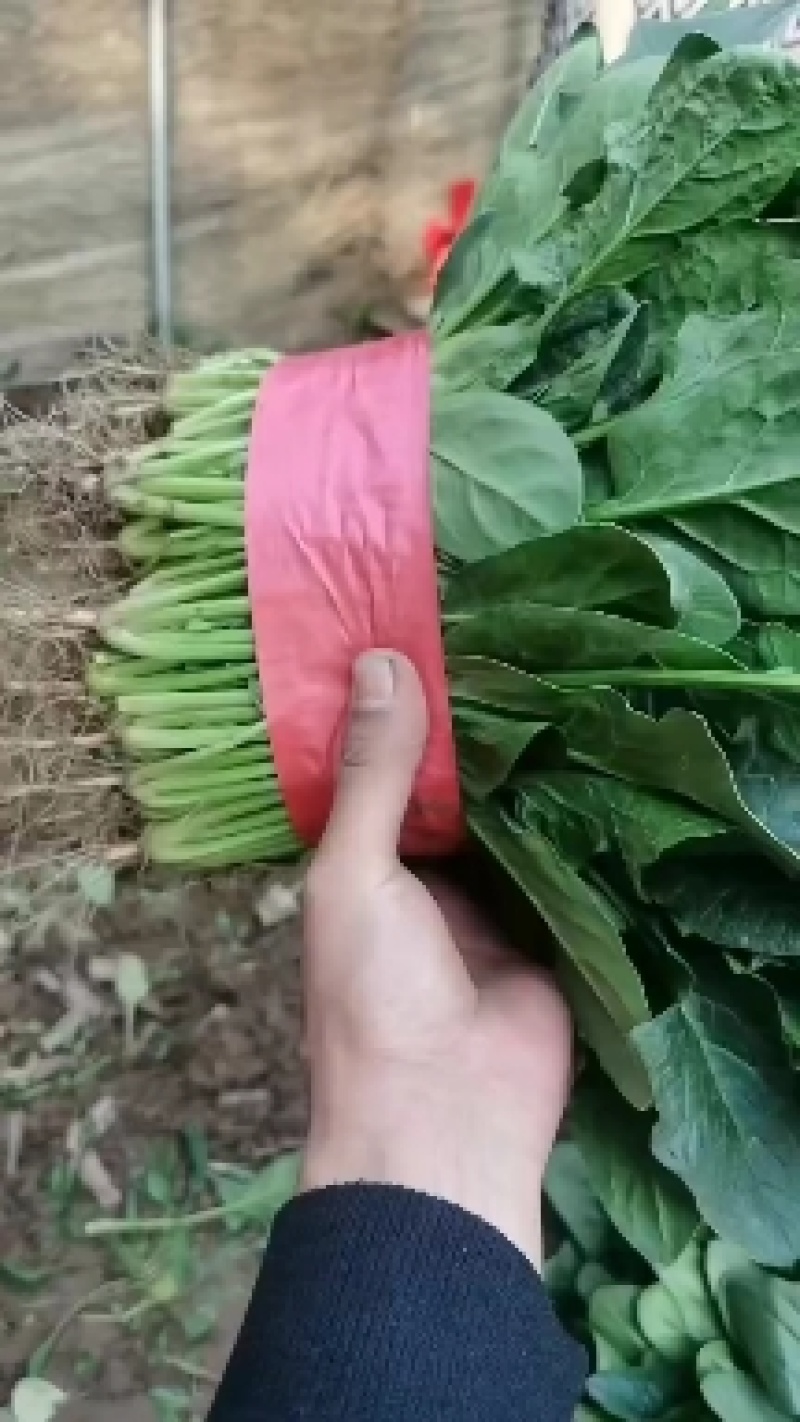 河北邯郸菠菜大量上市一手货源产地发货量大从优