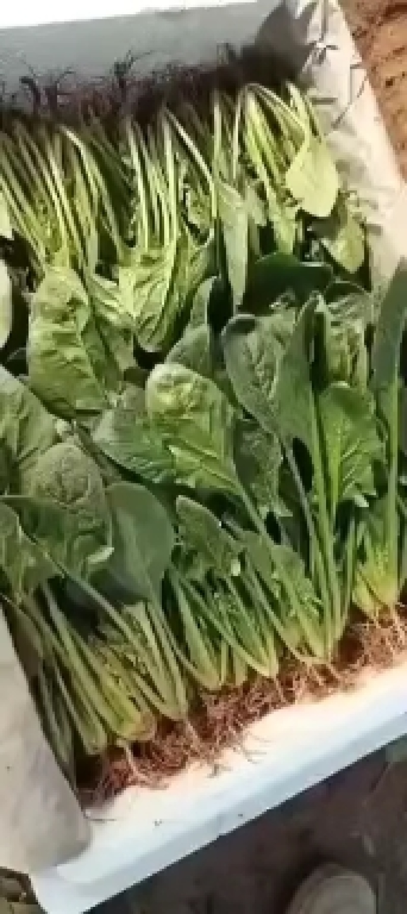 河北邯郸菠菜大量上市一手货源产地发货量大从优
