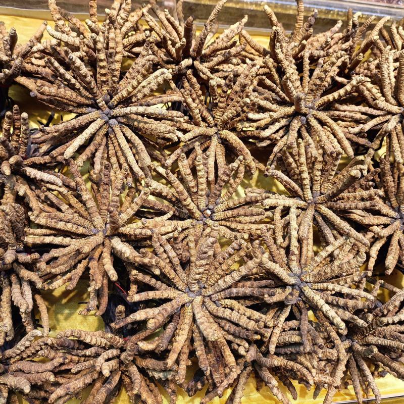 精品冬虫夏草三十年实体老店品质保证诚信经营全年稳定供货