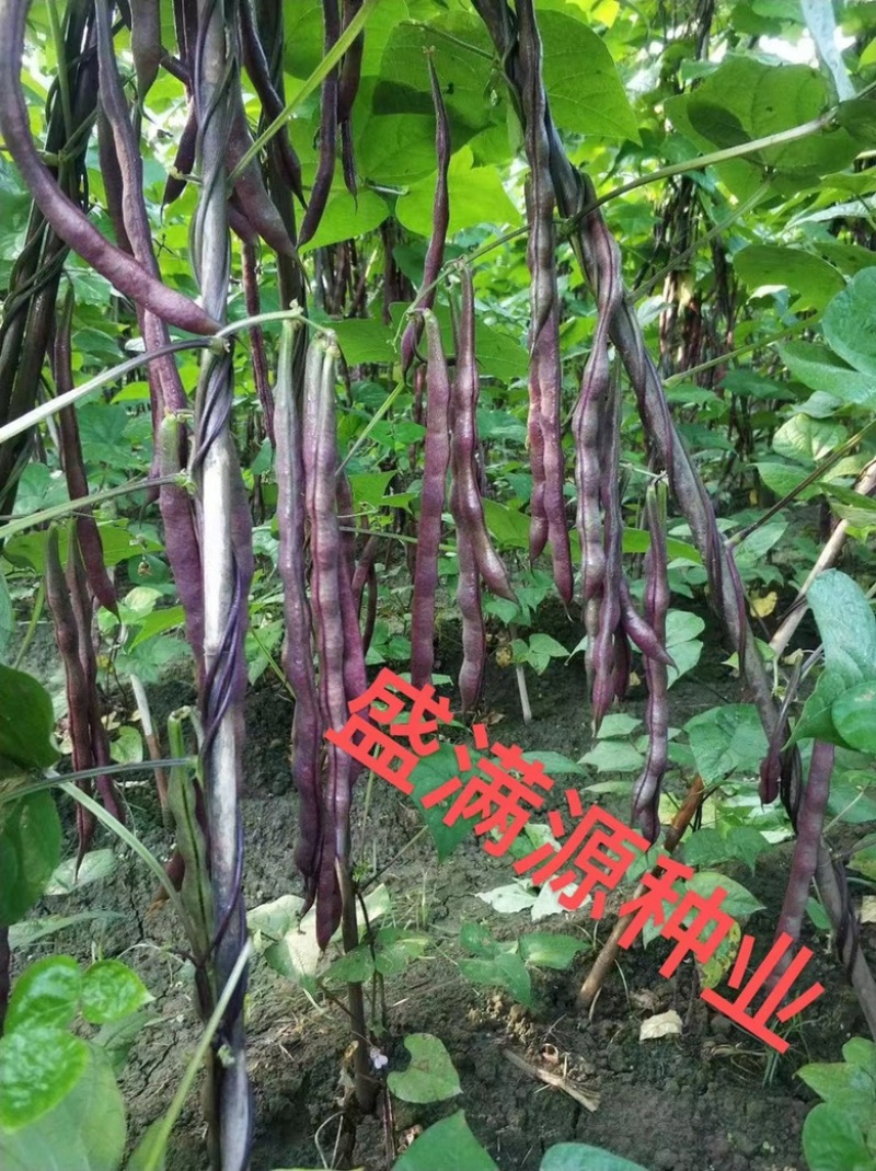 优质十粒长红四季豆红玉架豆大籽袍架豆种子四季种子