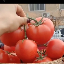 河北西红柿串果番茄美味多汁硬粉西红柿基地