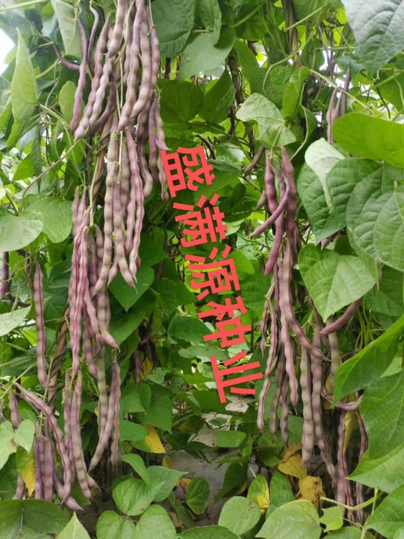 优质十粒长红四季豆红玉架豆大籽袍架豆种子四季种子