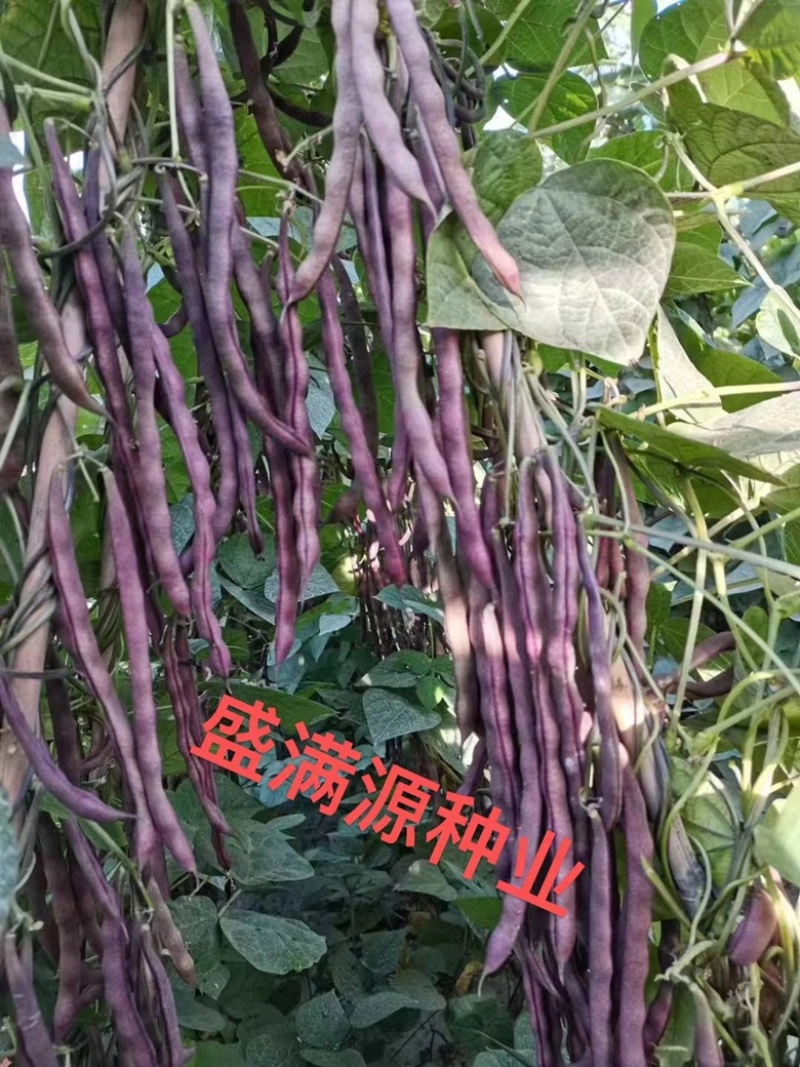 优质十粒长红四季豆红玉架豆大籽袍架豆种子四季种子