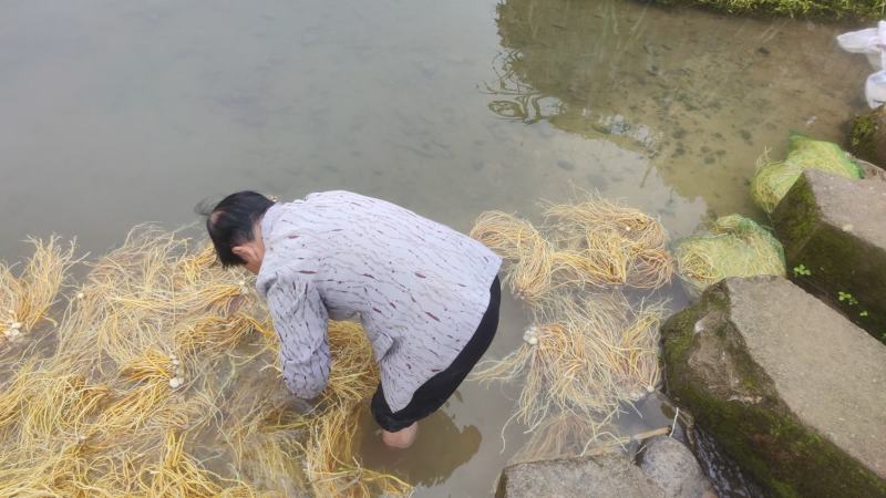 黄花菜根、萱草根、金针根，量大批发