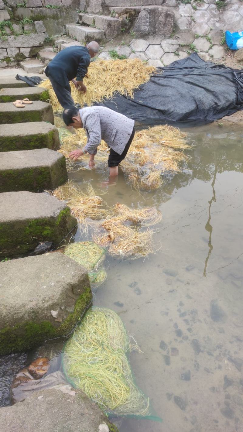 黄花菜根、萱草根、金针根，量大批发