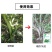 农用除青苔助剂青苔一喷落