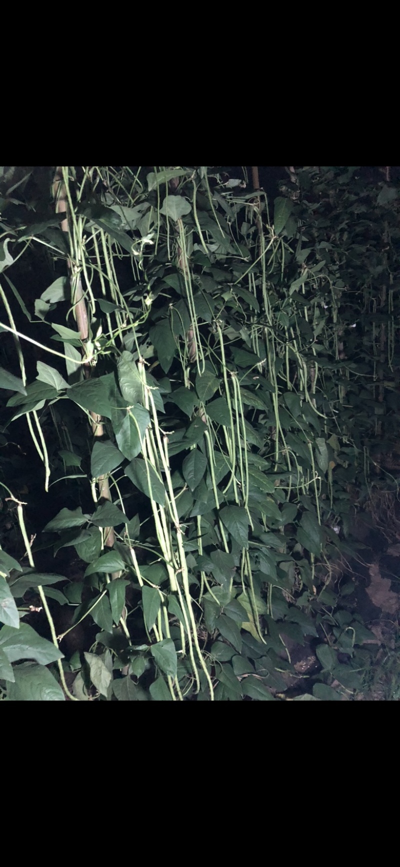 产地直发脆绿色厚肉型耐热豇豆种子品质保证