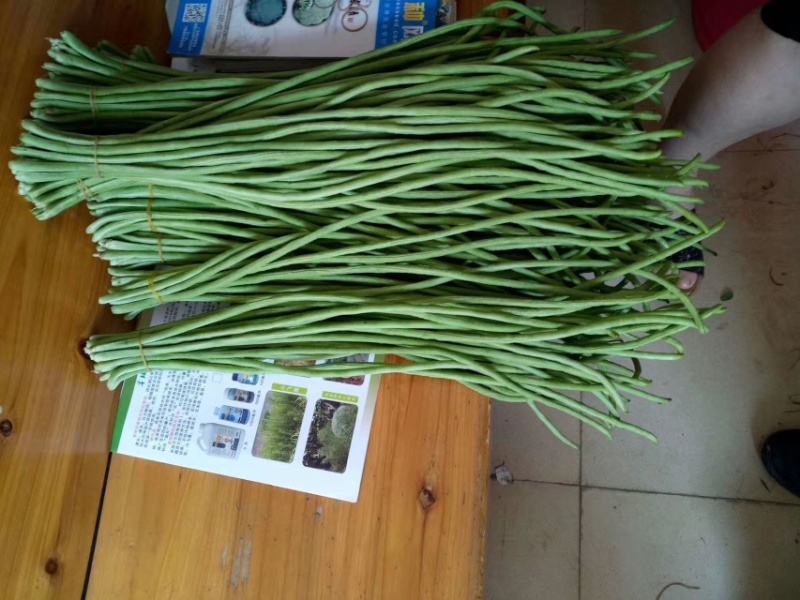 产地直发脆绿色厚肉型耐热豇豆种子品质保证