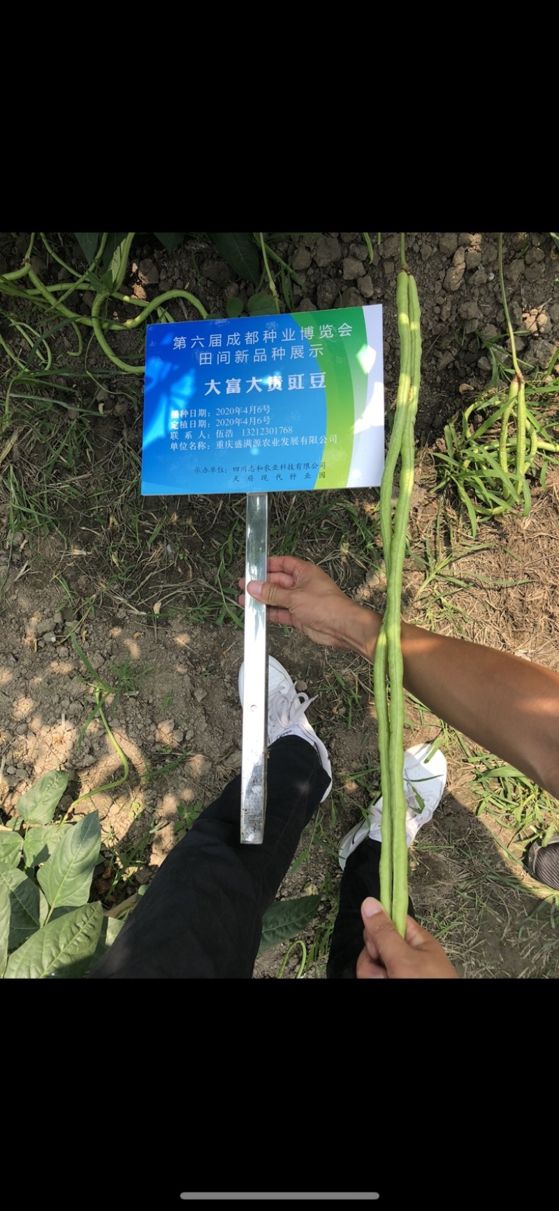 产地直发脆绿色厚肉型耐热豇豆种子品质保证