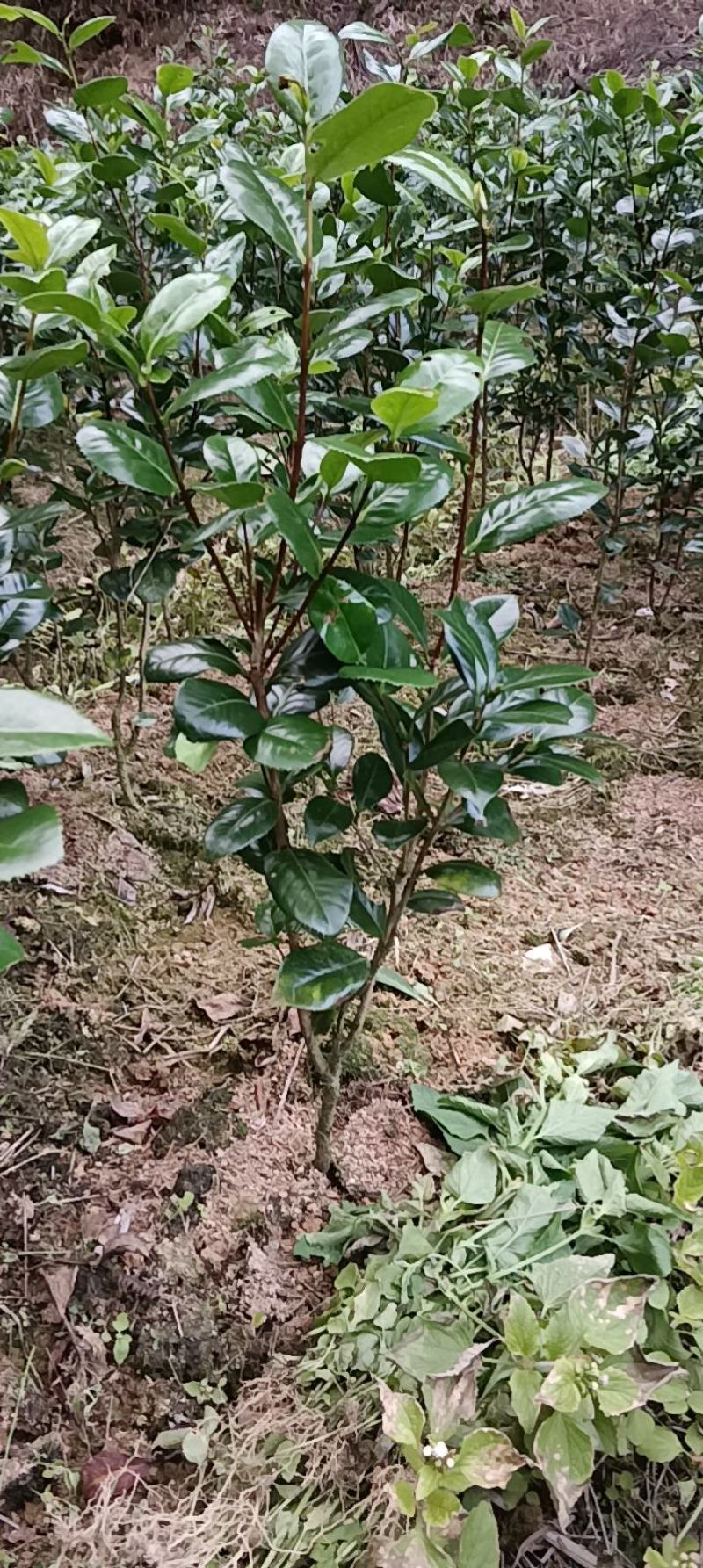 七仙女茶花自家基地培育苗地栽苗现挖保湿发货