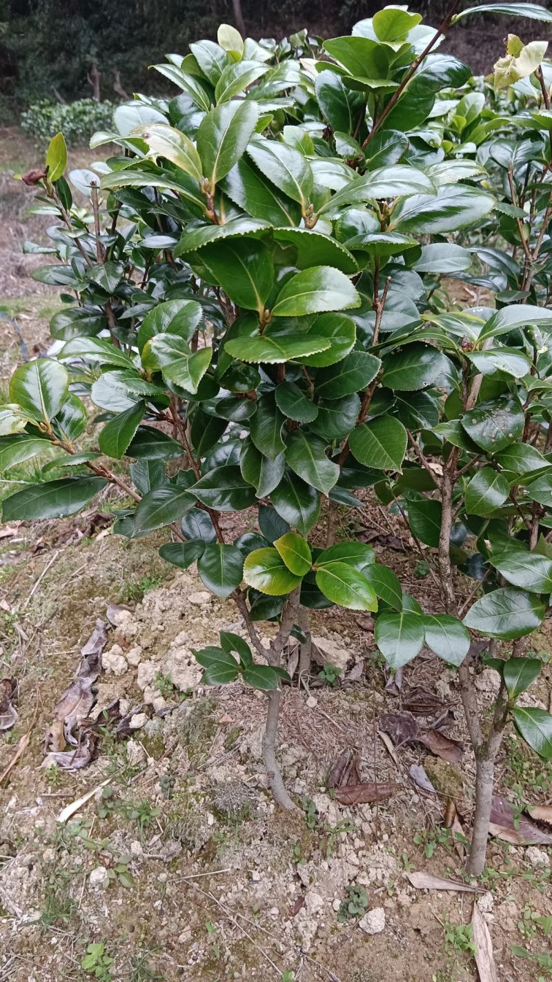 七仙女茶花自家基地培育苗地栽苗现挖保湿发货