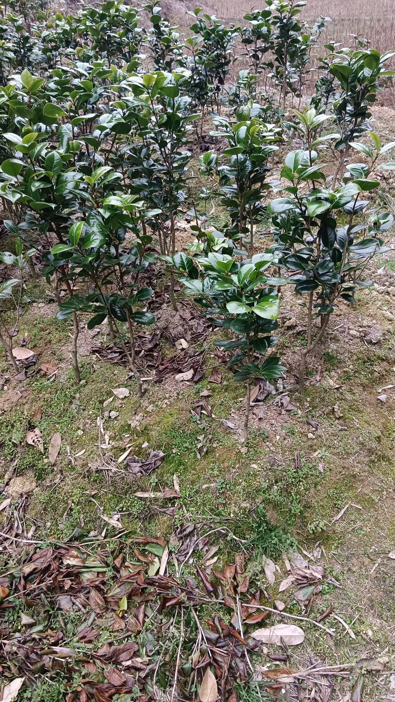 七仙女茶花自家基地培育苗地栽苗现挖保湿发货