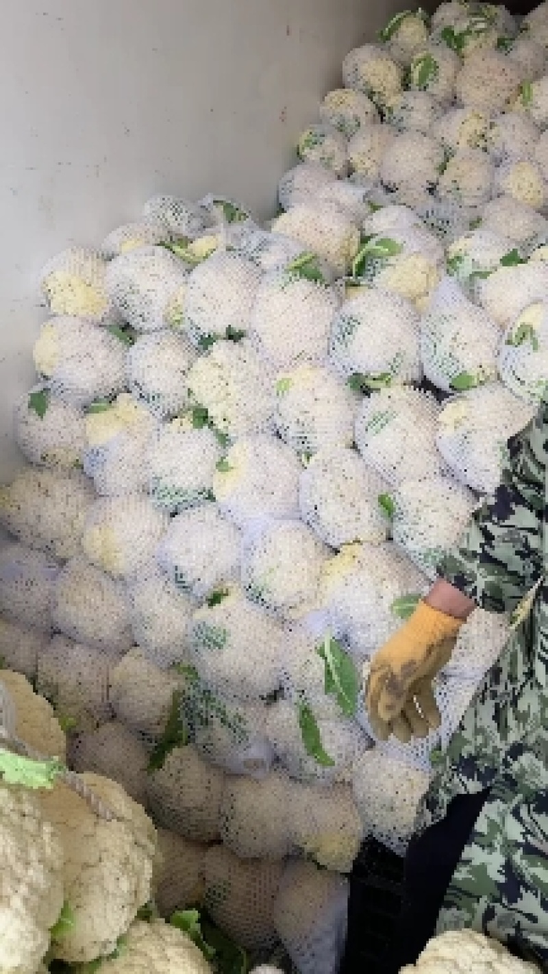 精品有机花菜，松花菜，散花，青梗白面花菜，菜花质量好