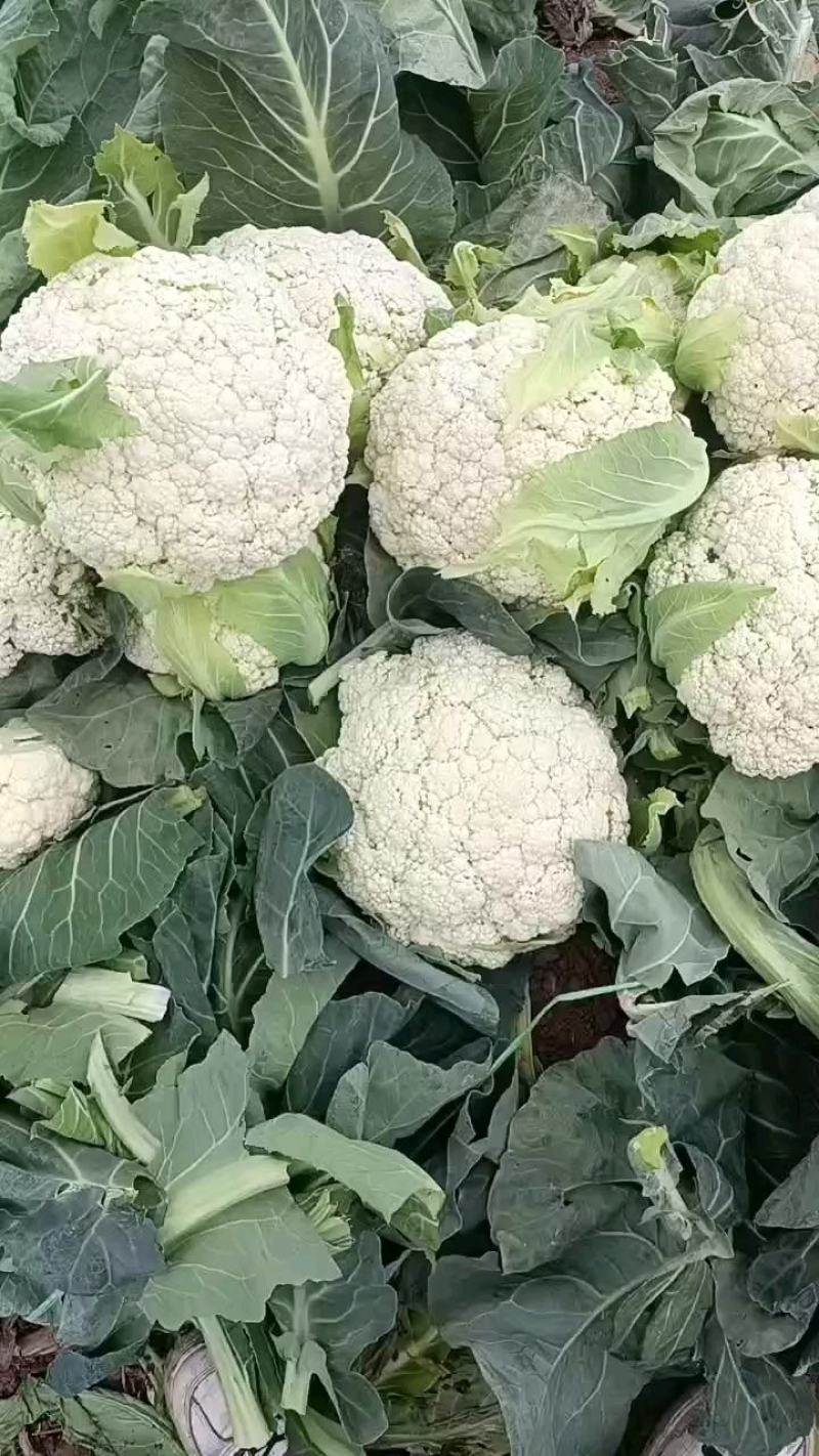 精品有机花菜，松花菜，散花，青梗白面花菜，菜花质量好