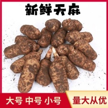 云南邵通天麻新鲜天麻现挖现发滋补煲汤炖肉