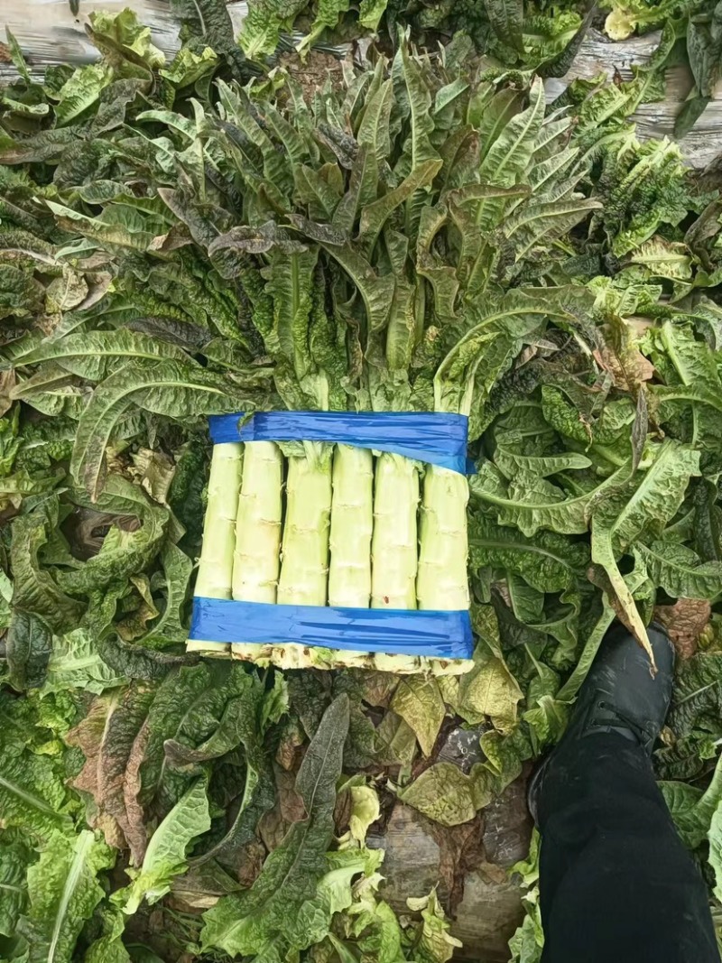 【推荐】莴苣，红叶莴笋，大棚种植全国发货，对接商超市场