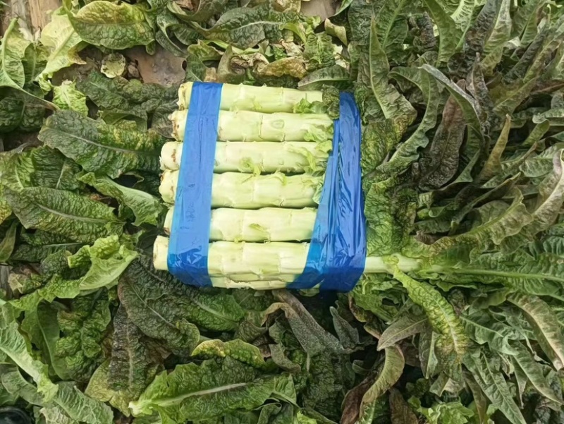 【推荐】莴苣，红叶莴笋，大棚种植全国发货，对接商超市场