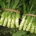 【推荐】莴苣，红叶莴笋，大棚种植全国发货，对接商超市场