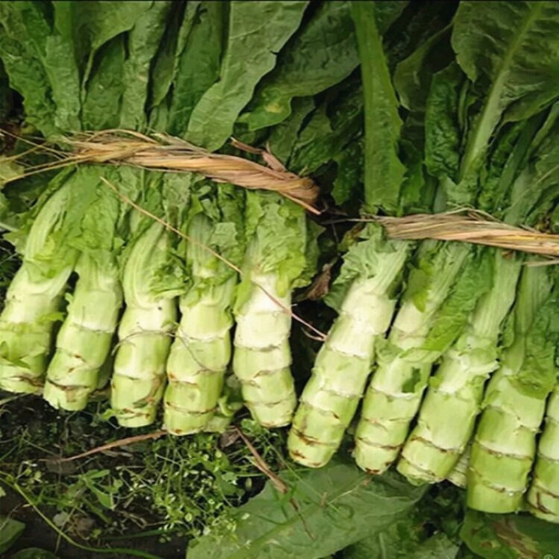 【推荐】莴苣，红叶莴笋，大棚种植全国发货，对接商超市场