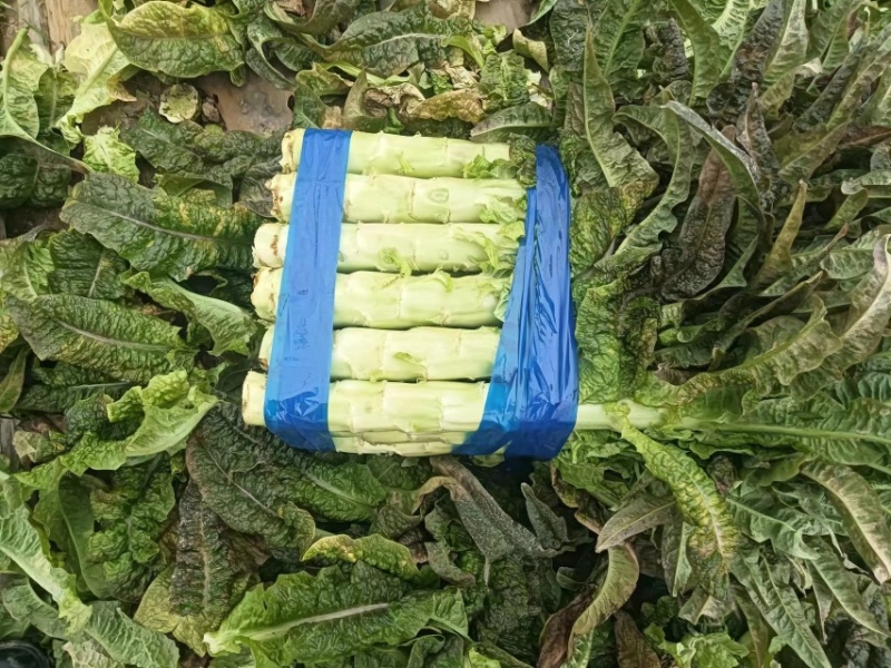 【推荐】莴苣，红叶莴笋，大棚种植全国发货，对接商超市场