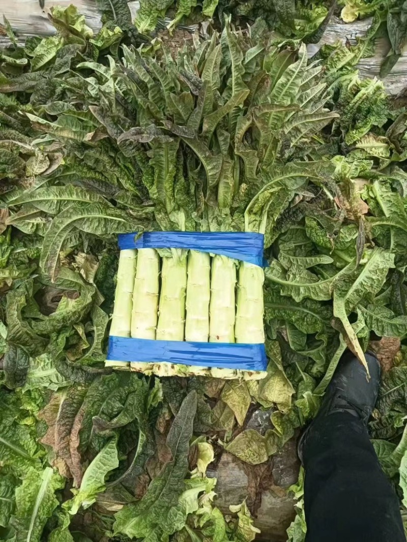 【推荐】莴苣，红叶莴笋，大棚种植全国发货，对接商超市场