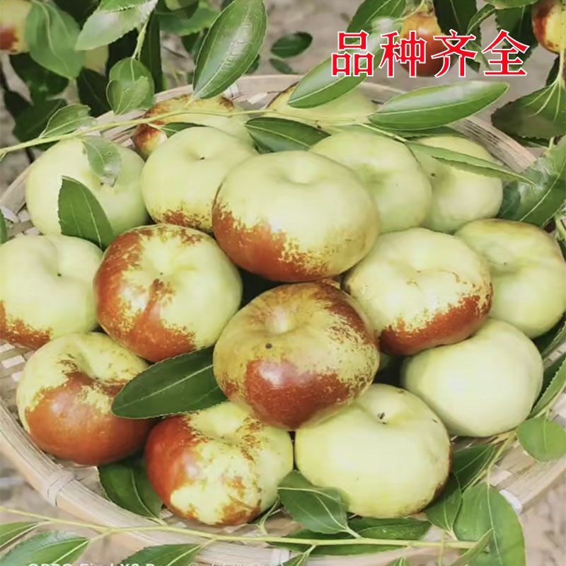 蟠枣树苗沾化冬枣苗皇冠枣苗包品种包技术售后