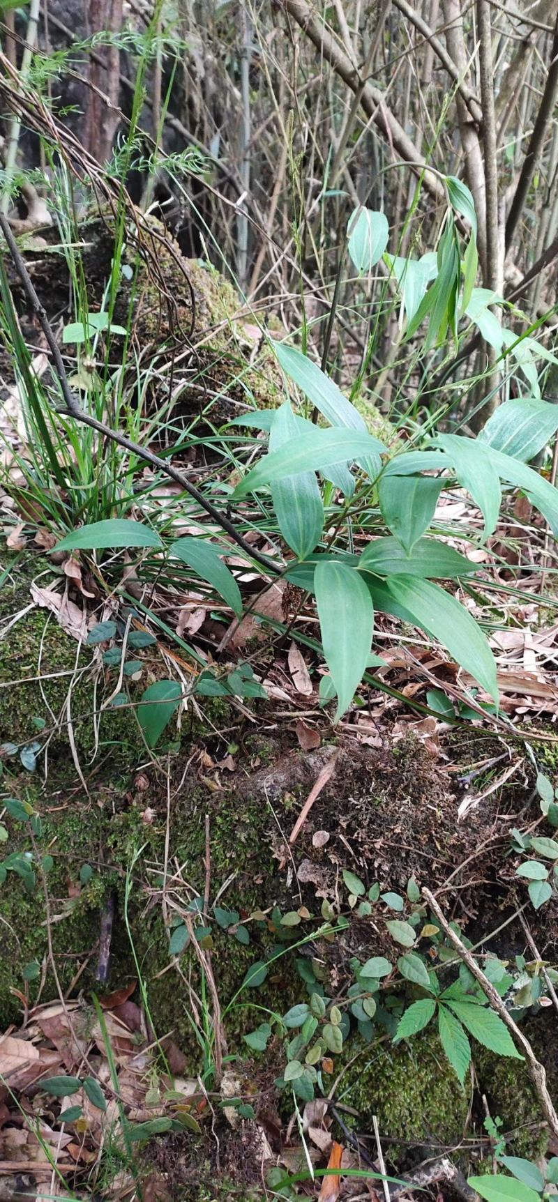 广西桂林大瑶山、黄精鲜货，姜形黄精，量大从优