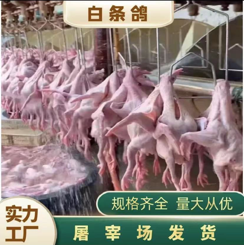 乳鸽鸽子肉老鸽子工厂直发质量保证常年供应精品乳鸽老鸽子