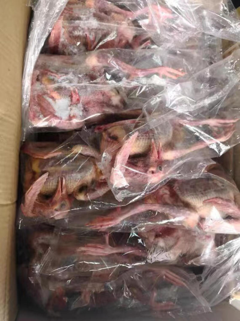 乳鸽鸽子肉老鸽子工厂直发质量保证常年供应精品乳鸽老鸽子