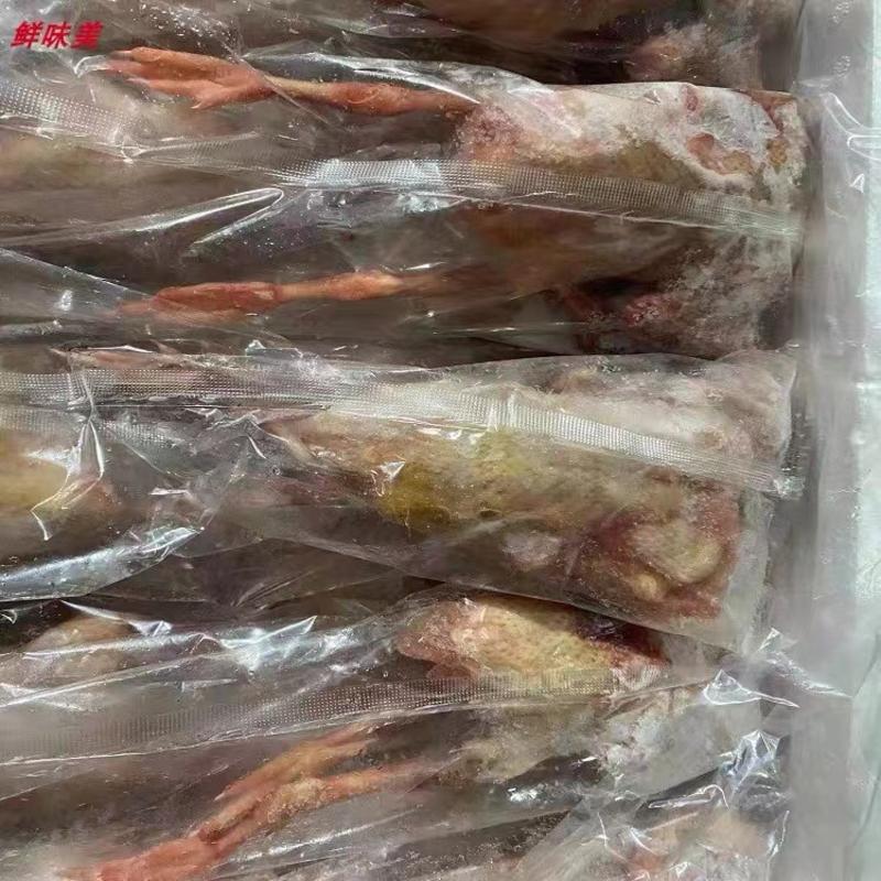 乳鸽鸽子肉老鸽子工厂直发质量保证常年供应精品乳鸽老鸽子