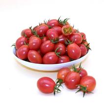 攀枝花现摘新鲜生吃千禧小番茄圣女果当季水果农家自然熟