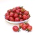 攀枝花现摘新鲜生吃千禧小番茄圣女果当季水果包邮农家自然熟