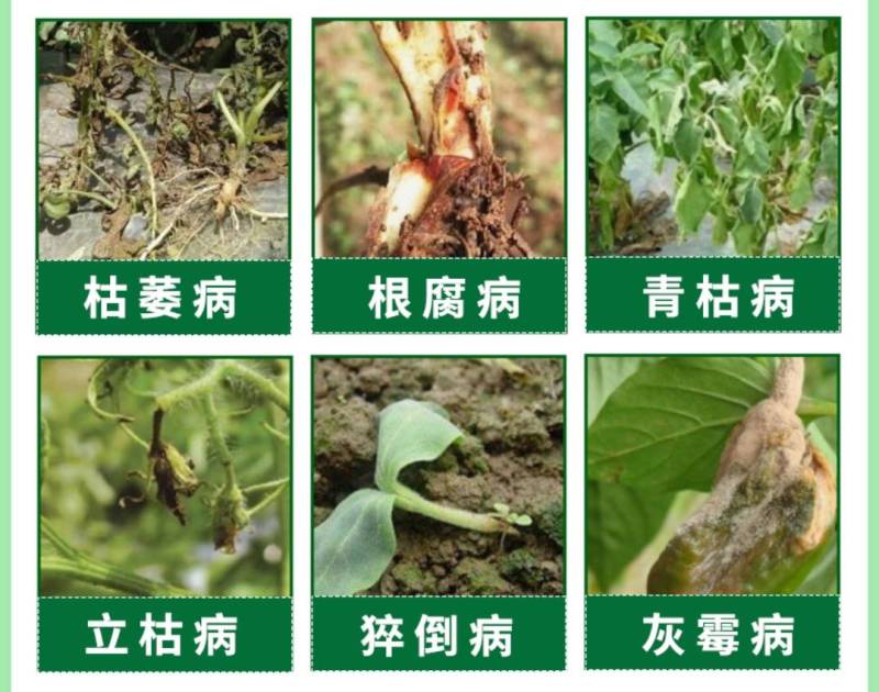 恶霉灵98原粉土壤消毒杀菌剂恶霉灵根腐病烂根烂苗死苗枯萎