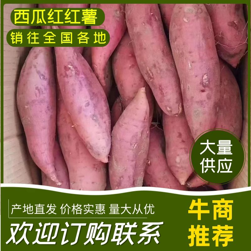【精品红薯】西瓜红红薯窖藏地瓜批发电商价格实惠