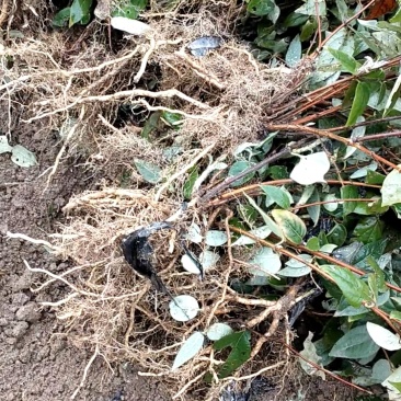 金银花花实心苗大量供应