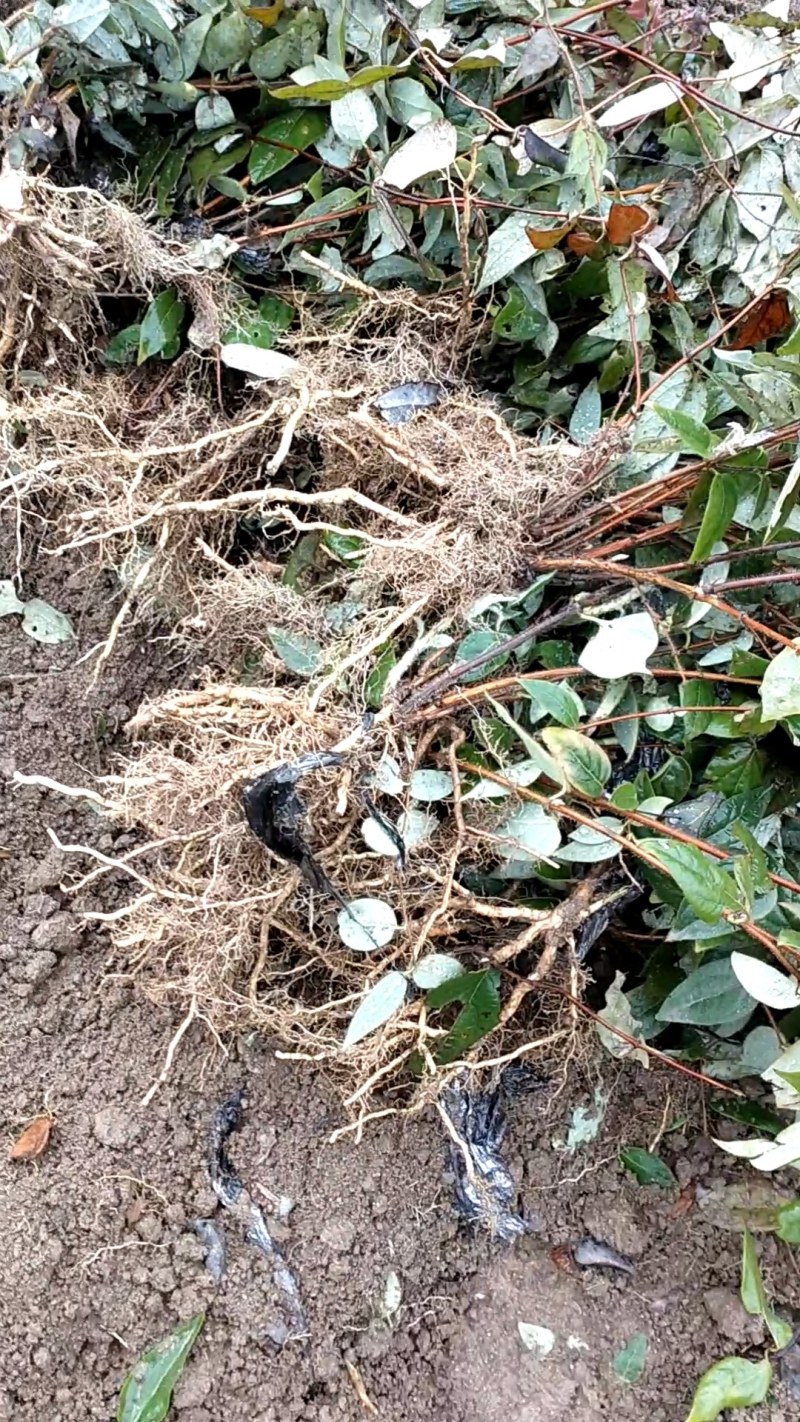 金银花花实心苗大量供应