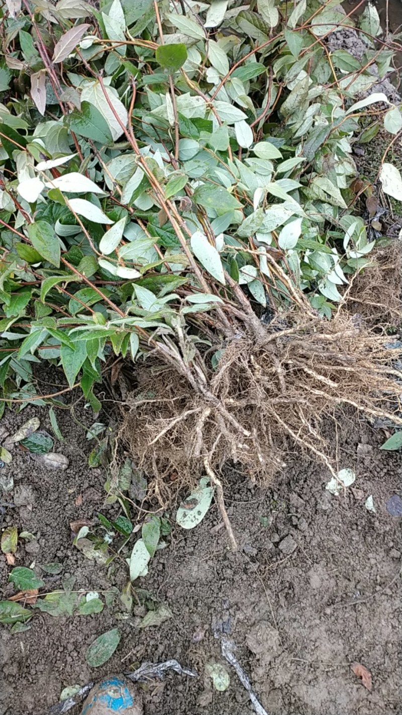 金银花花实心苗大量供应