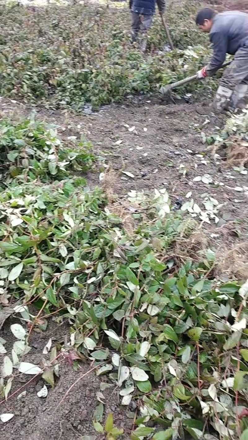 金银花花实心苗大量供应