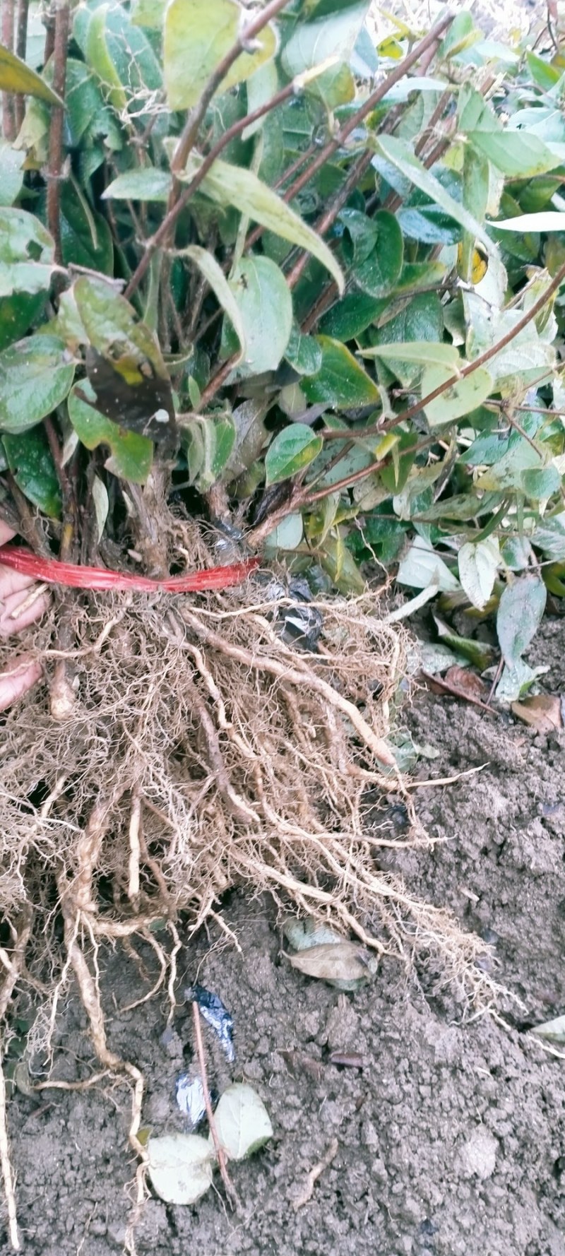 金银花花实心苗大量供应