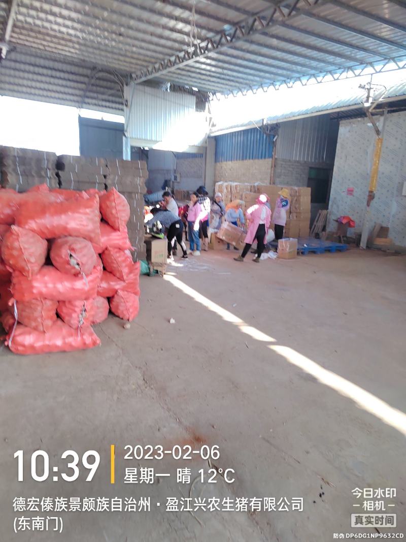云南精品白土豆大量批发量大从优，欢迎来电咨询